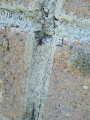 Steatoda