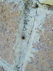 Steatoda