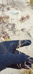 Deschampsia cespitosa cespitosa