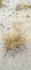 Deschampsia cespitosa cespitosa