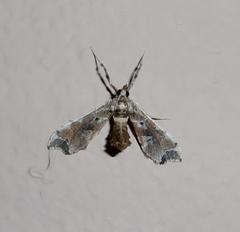 Leucinodes laisalis