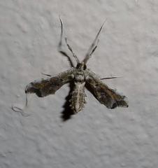 Leucinodes laisalis