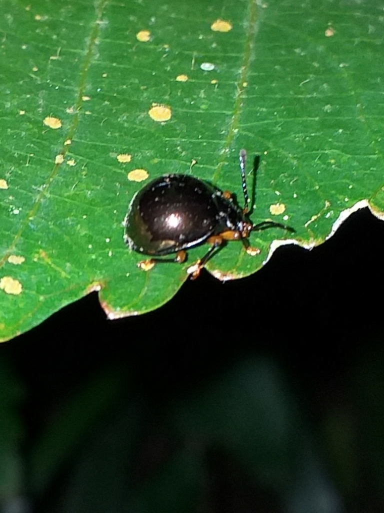 Corynomalus femoralis