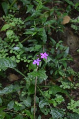 Pseuderanthemum alatum