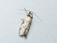 Philobota orescoa