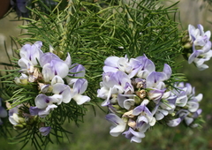 Psoralea montana