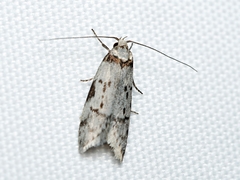 Philobota orescoa