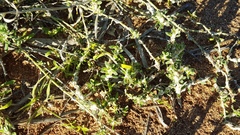 Sclerolaena cornishiana