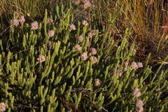 Sorocephalus lanatus