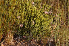 Sorocephalus lanatus