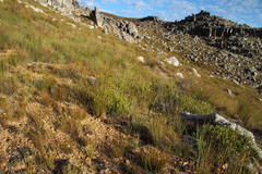 Sorocephalus lanatus