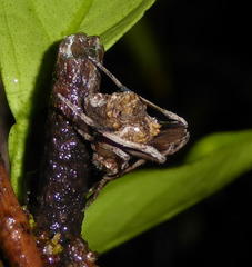 Cyphalonotus