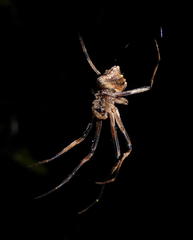Cyphalonotus