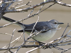 Mimus polyglottos