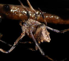 Cyphalonotus