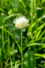 Allium flavidum