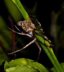 Cyphalonotus