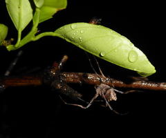 Cyphalonotus