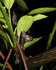 Cyphalonotus