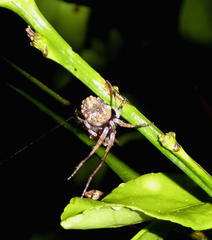 Cyphalonotus