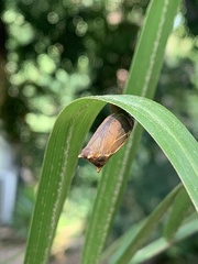 Elymnias hypermnestra