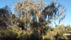 Eucalyptus woodwardii