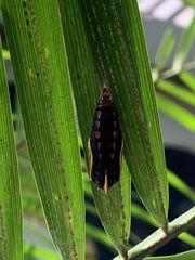 Elymnias hypermnestra