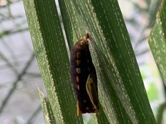 Elymnias hypermnestra