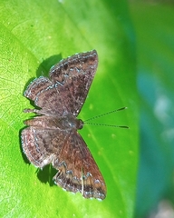 Calephelis velutina