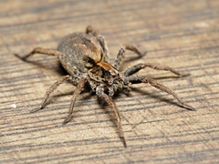 Venatrix pictiventris