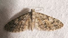 Eupithecia dodoneata