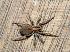 Venatrix pictiventris