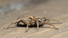 Venatrix pictiventris