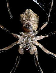 Cyphalonotus
