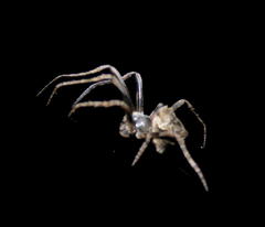 Cyphalonotus