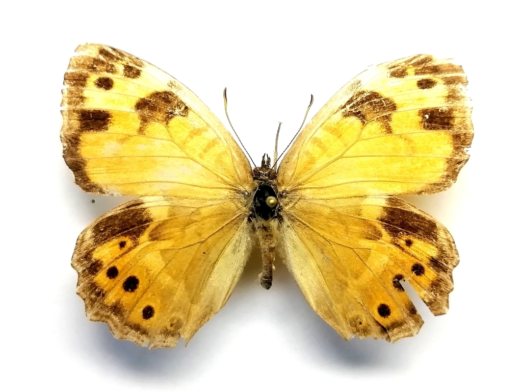 Kirinia eversmanni