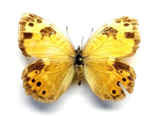 Kirinia eversmanni