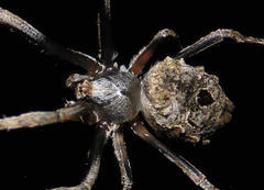 Cyphalonotus