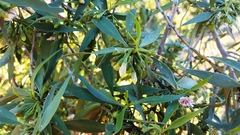 Myoporum montanum