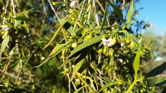 Myoporum montanum
