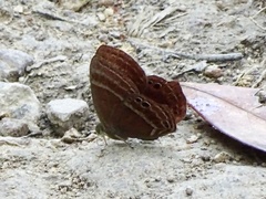 Abisara echerius