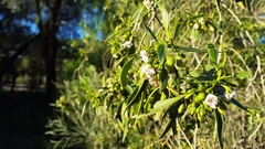 Myoporum montanum