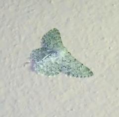 Pingasa abyssiniaria