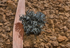 Thelephora ramarioides