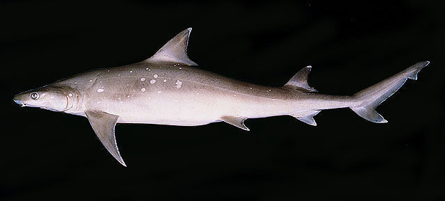Sickelfin Weasel Shark