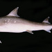 Sicklefin Weasel Shark - Photo (c) Randall, J.E., some rights reserved (CC BY-NC)