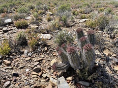 Euphorbia pillansii