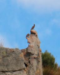 Geocolaptes olivaceus