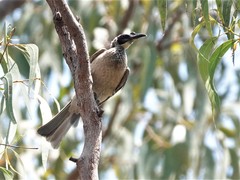 Philemon argenticeps