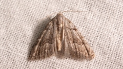 Nola thymula